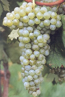 bianco d'alessano